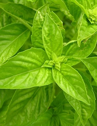 BASIL SWEET