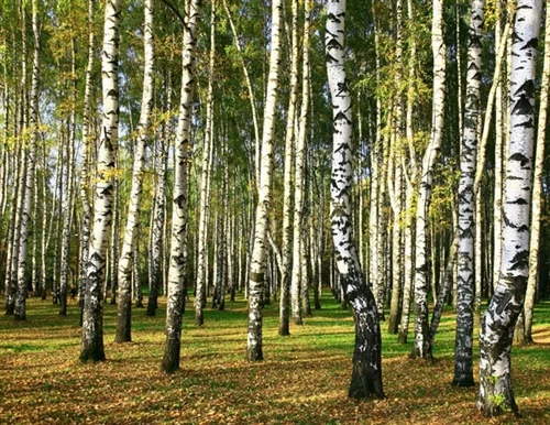 BIRCH SWEET