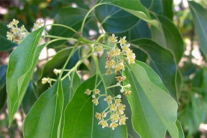 CAMPHOR