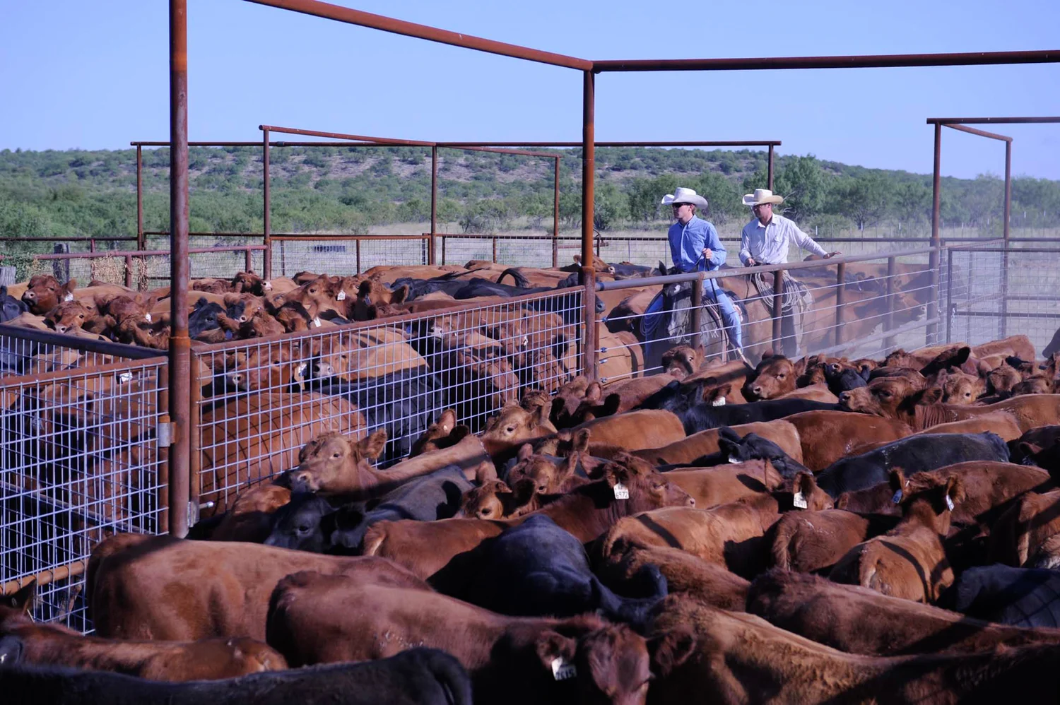 Feeder Cattle R A Brown Ranch