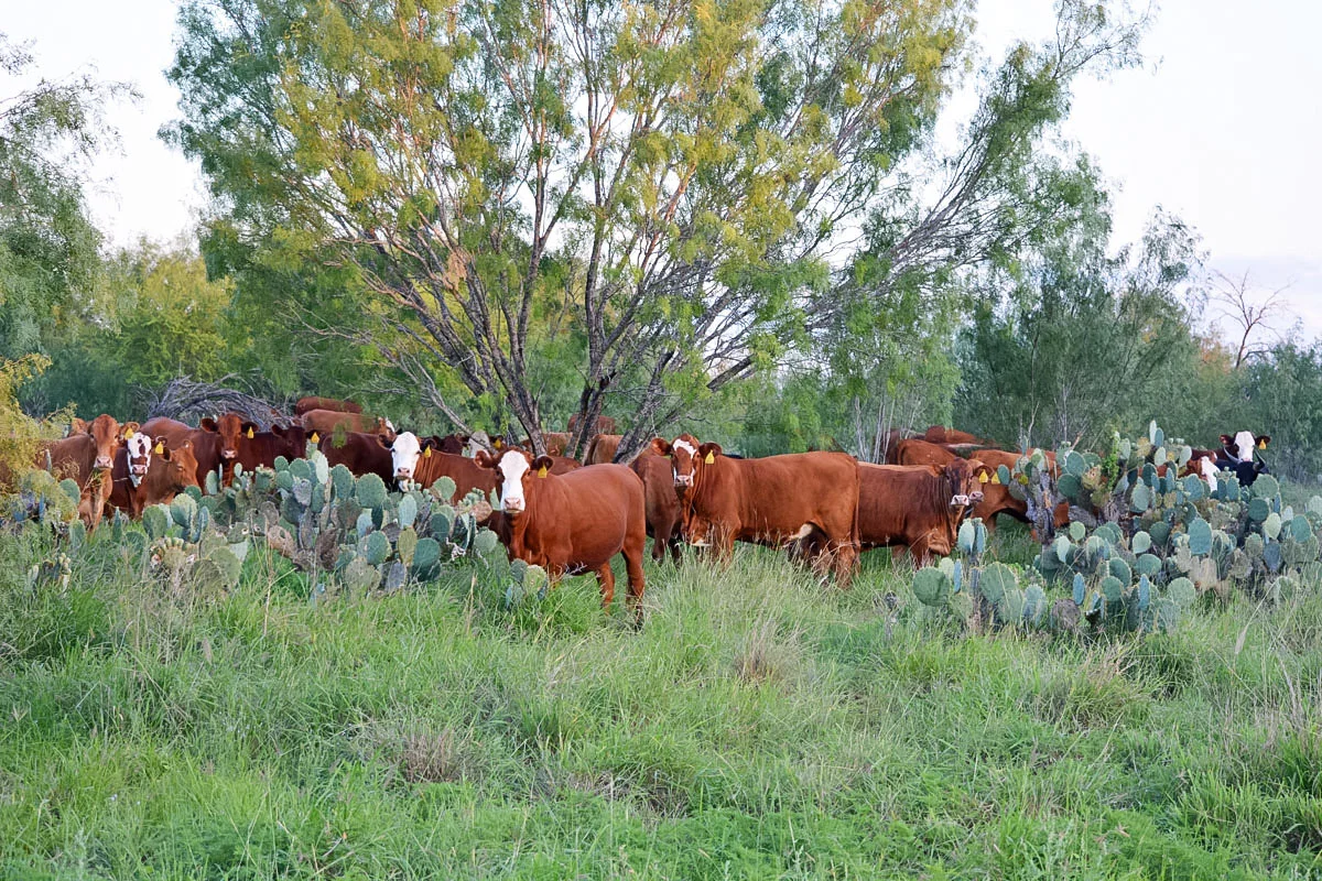 Cooperators R A Brown Ranch