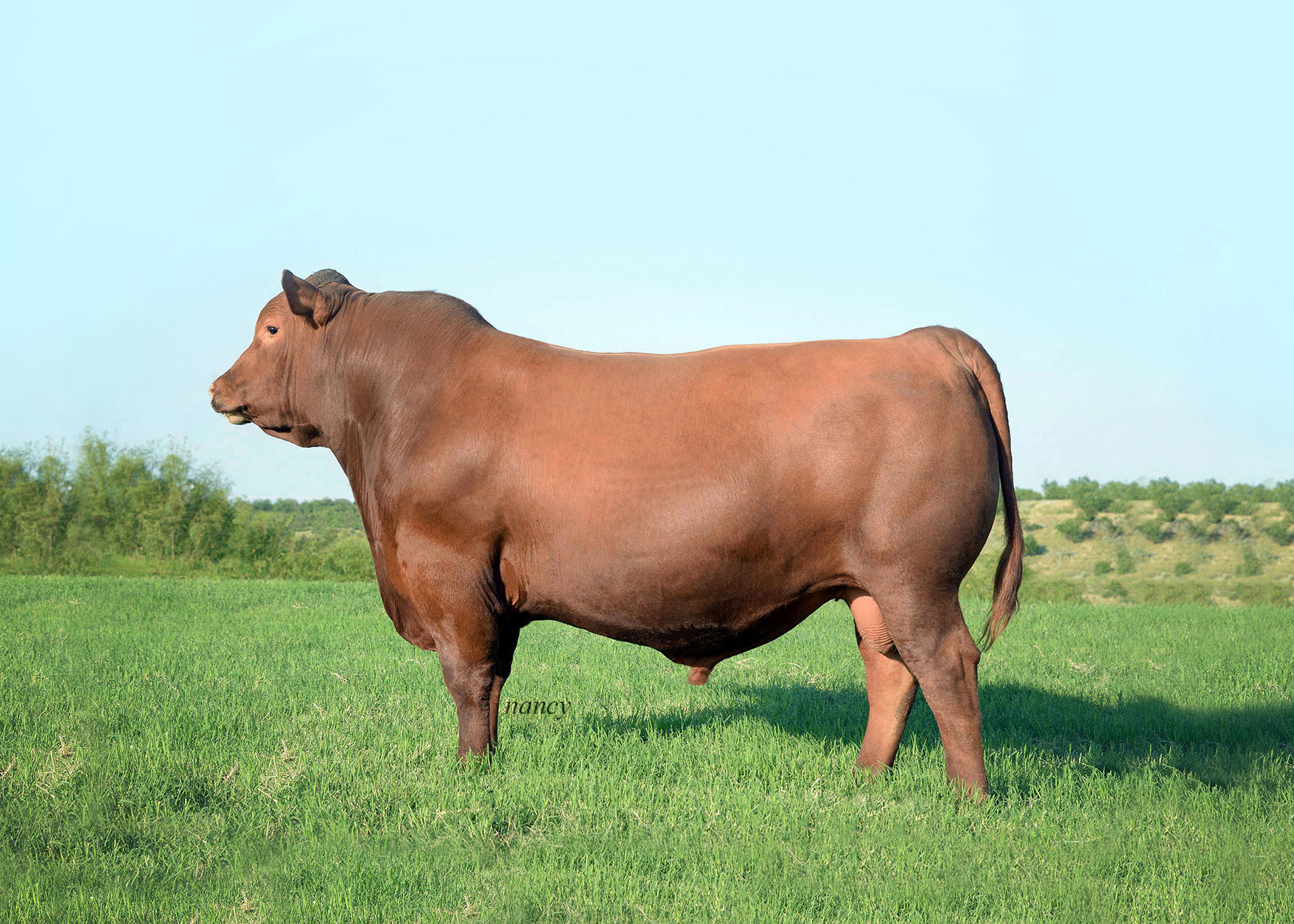Brown Complete B238