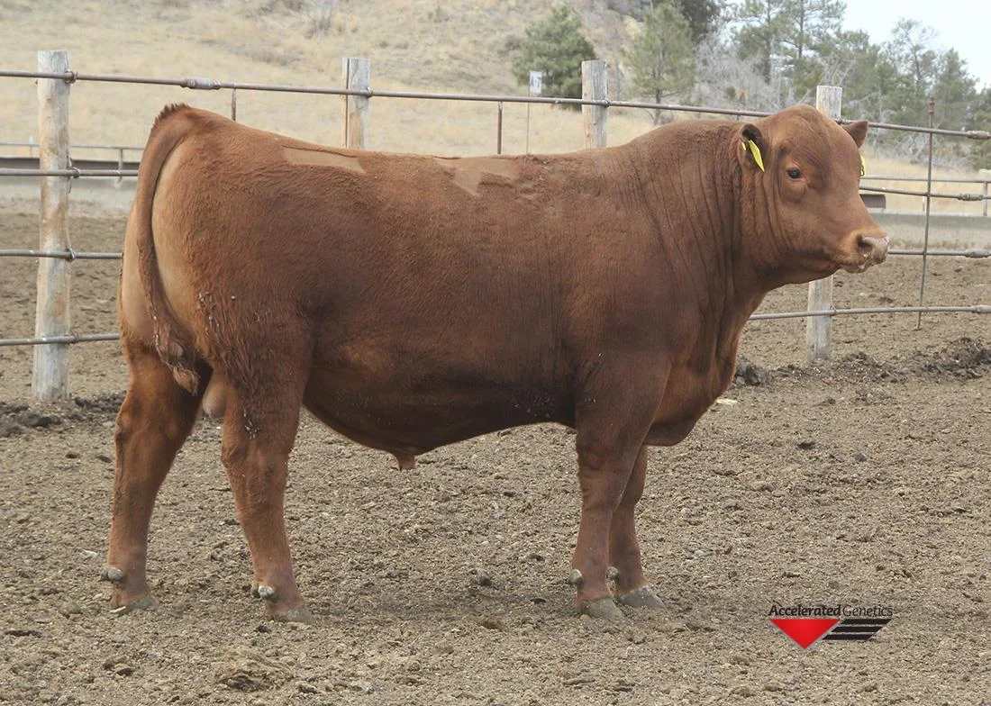 LSF SRR Sleep Easy 4083B R A Brown Ranch