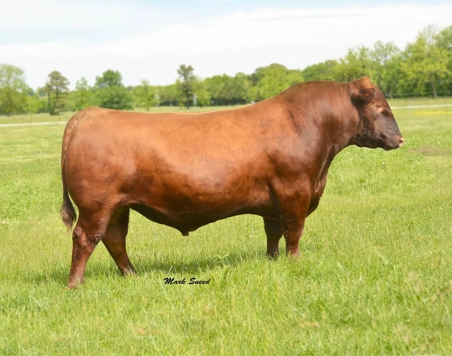 Brown BLW Legend A1965