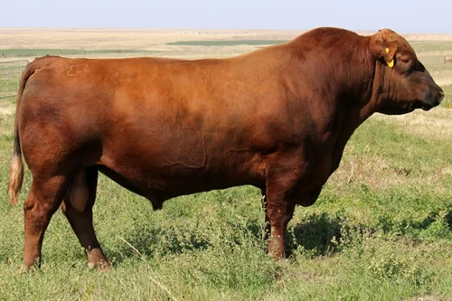 Brown Premier X7876