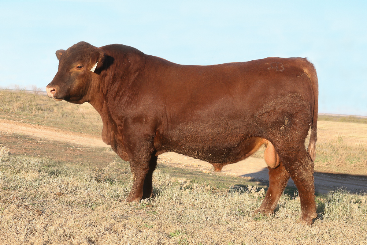 Brown Paramount X7879
