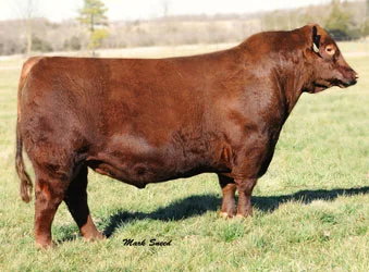 Sire: Brown JYJ Redemption Y1334