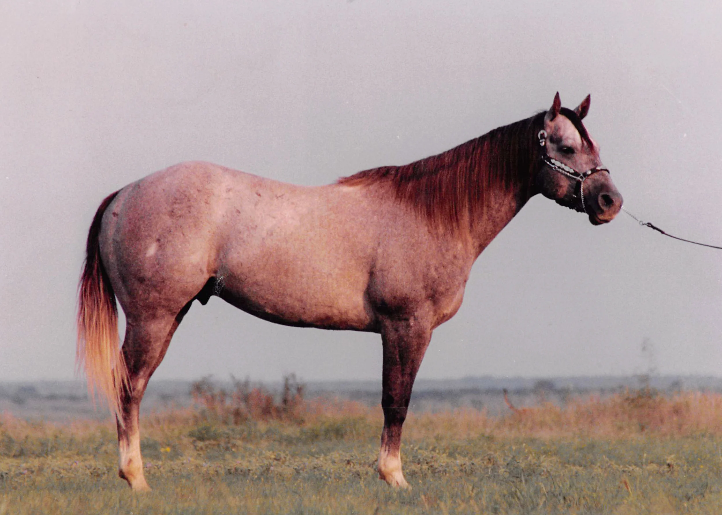 Hesa Eddie Hancock - 1994