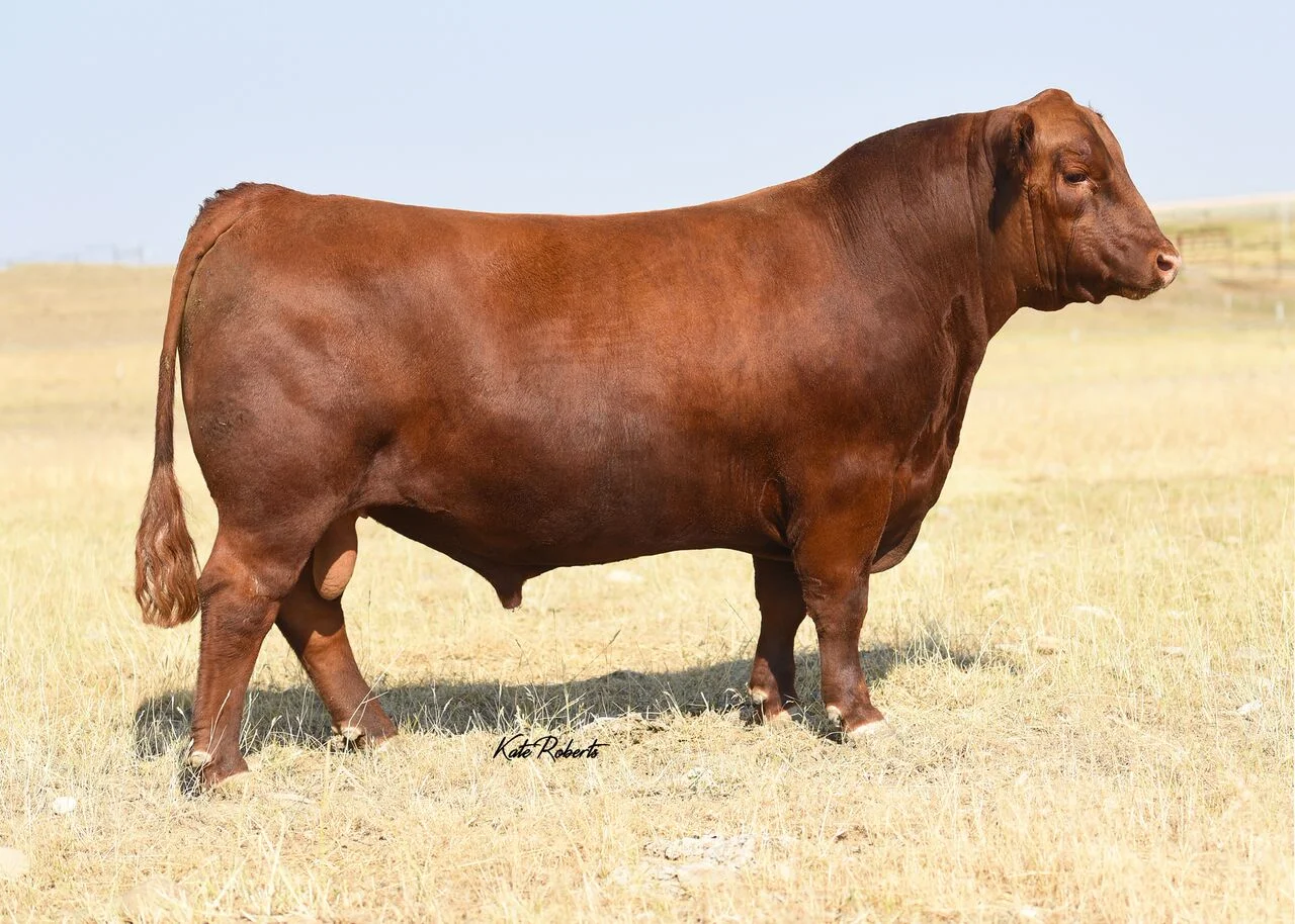 Brown BLW Fantastic C5959