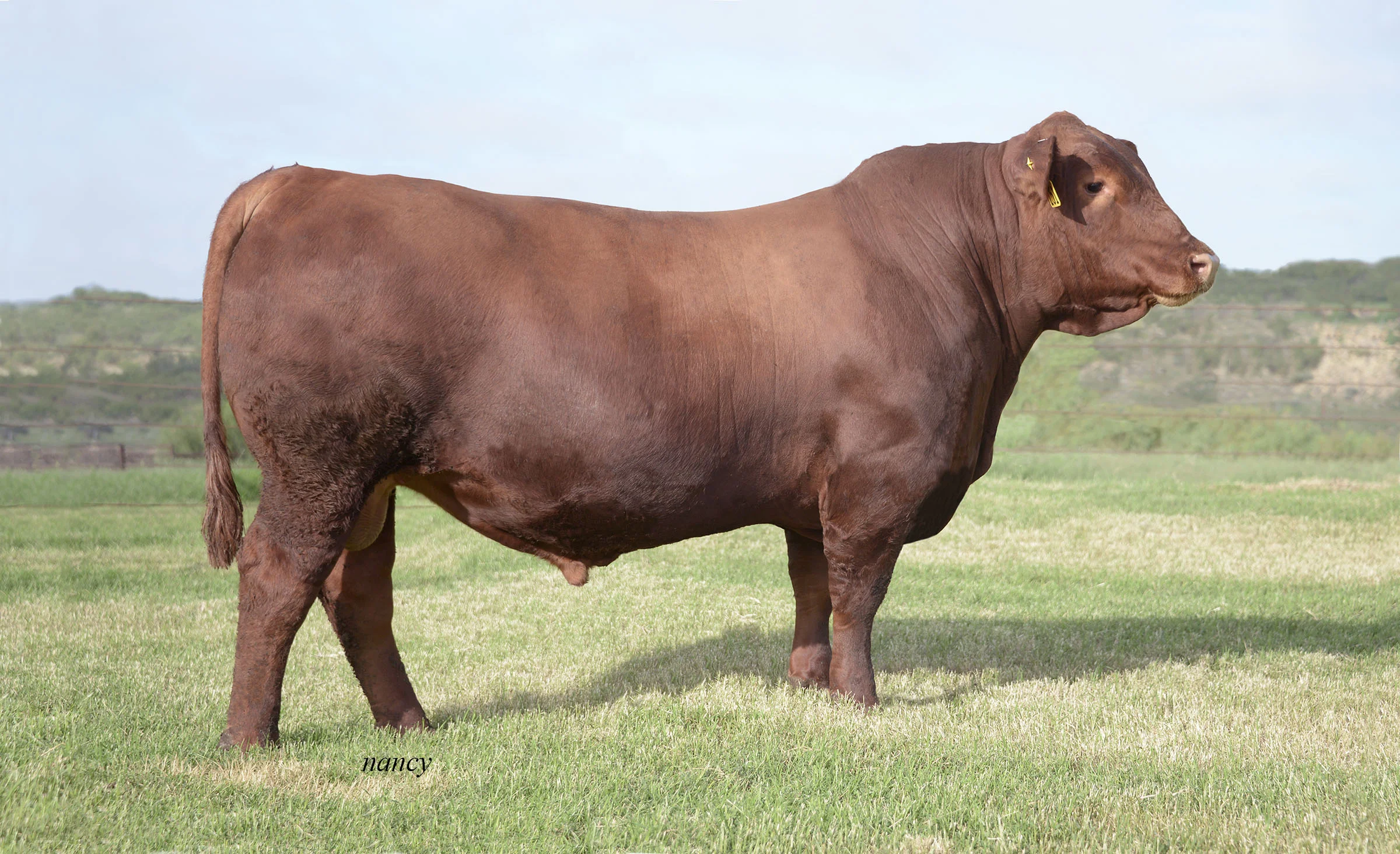 BROWN CCFP EFFICIENT C5454