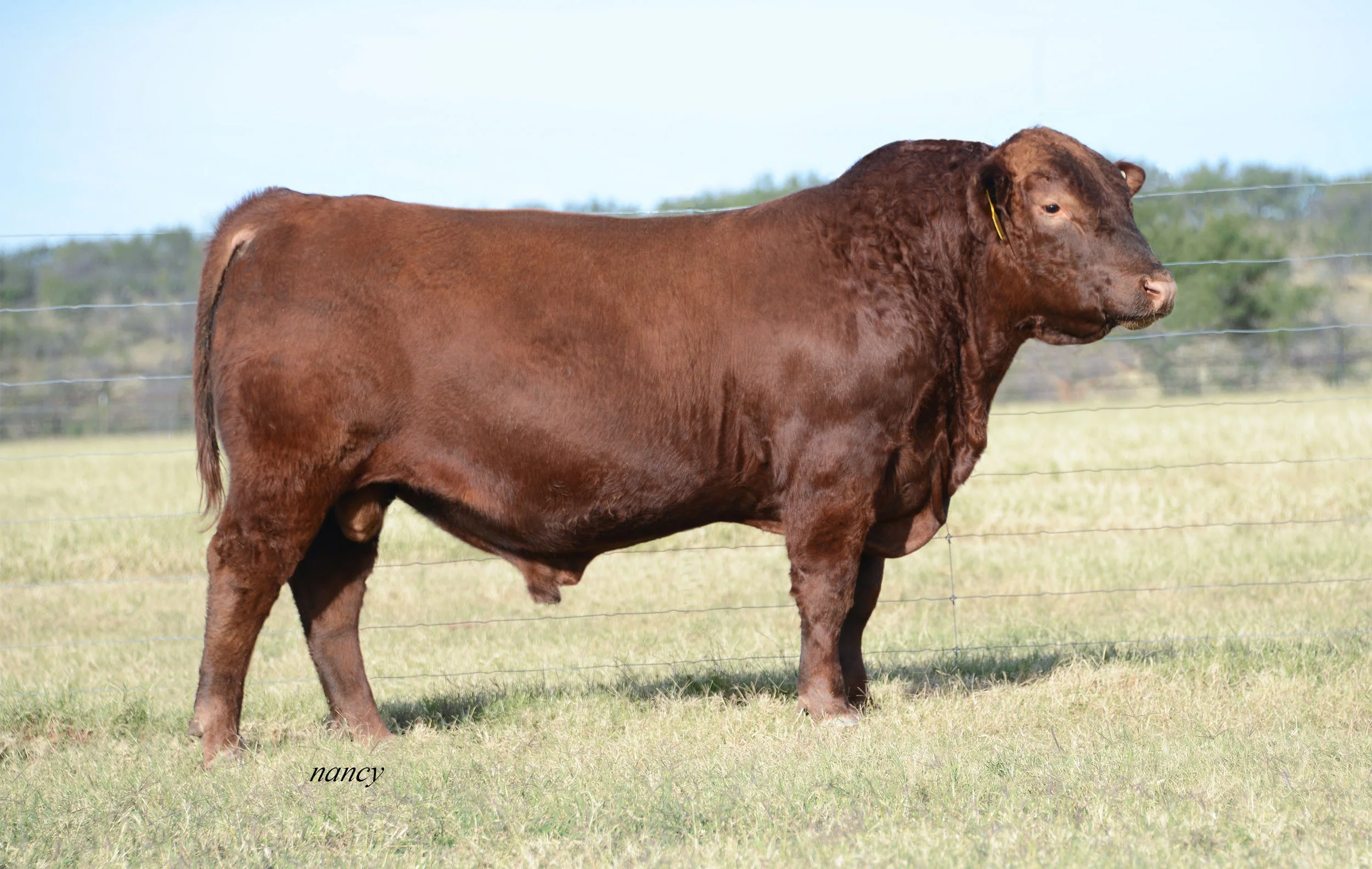BROWN PERSEVERANCE D347 R A Brown Ranch