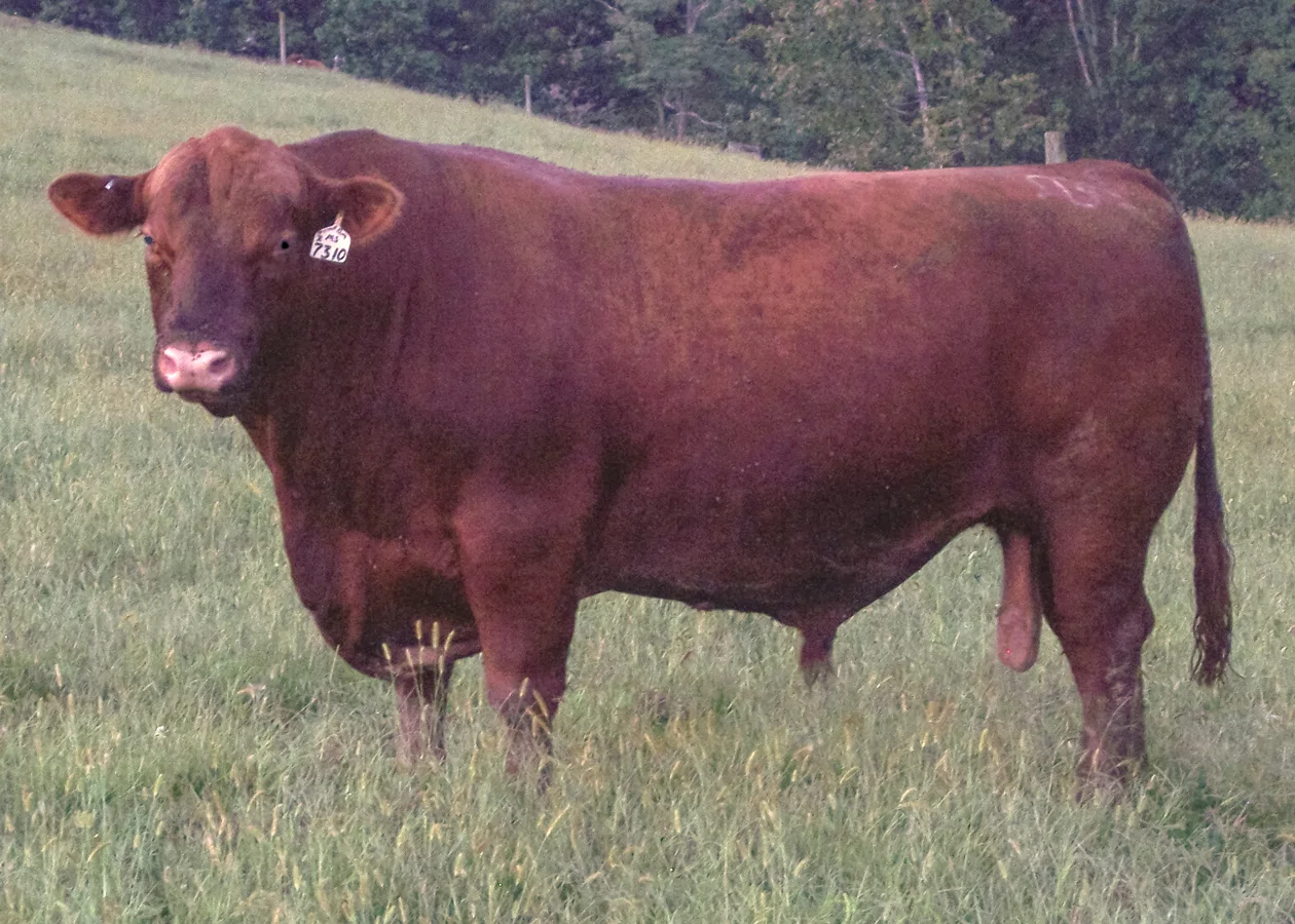 Brown Phenomenal Z7310