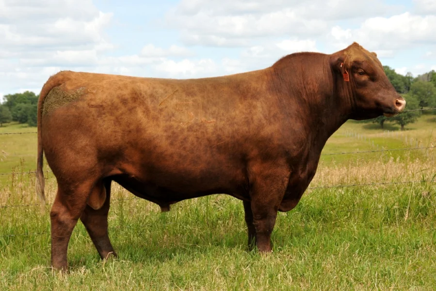 Sire: 5L Independence 560-298Y