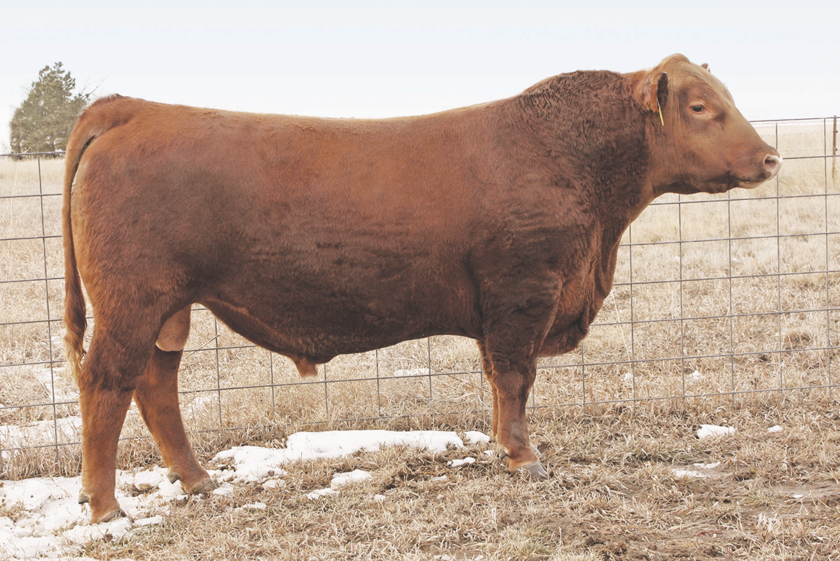 BROWN REAL DEAL A7701