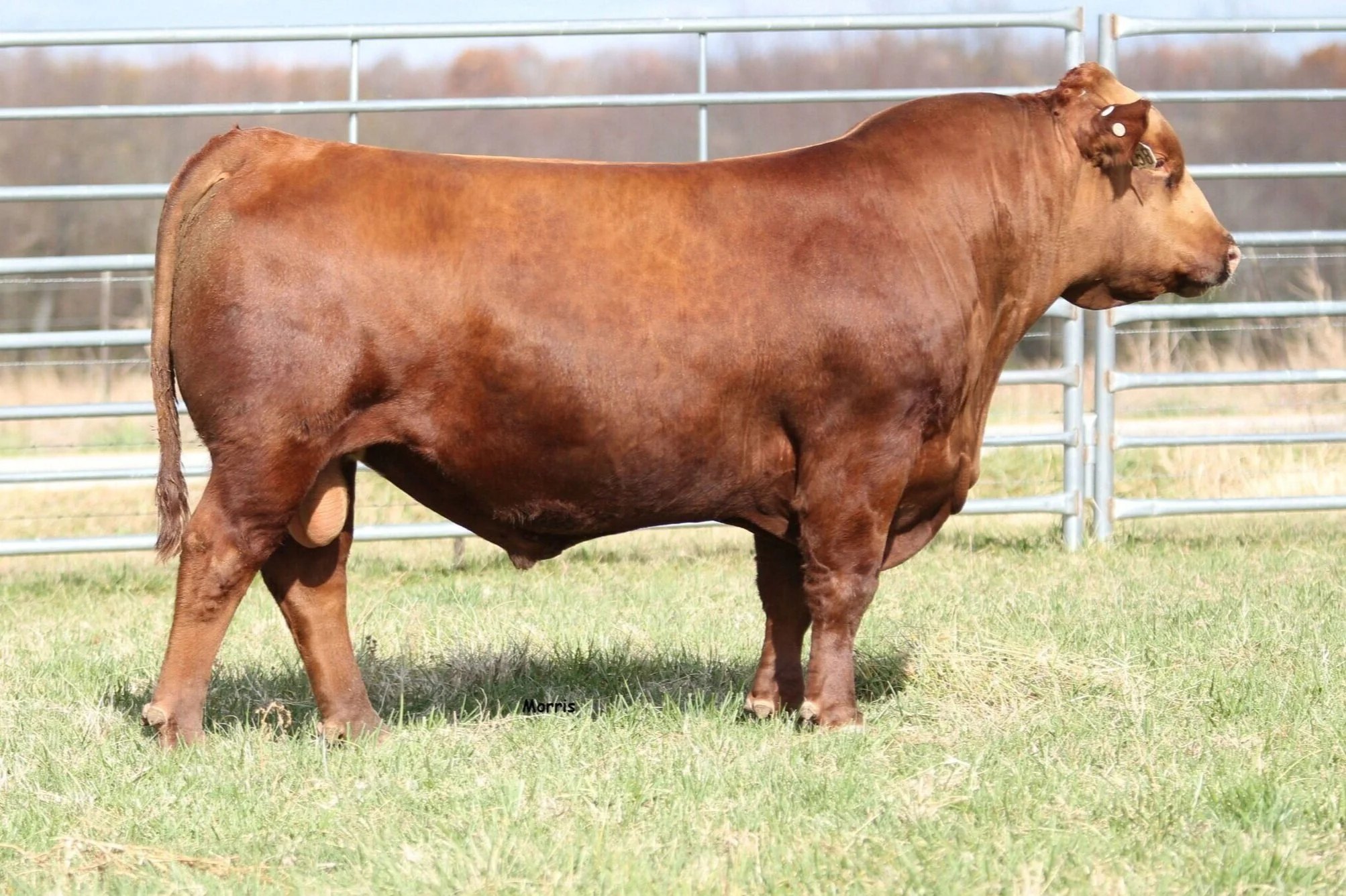 Brown PRA Patriot G6291