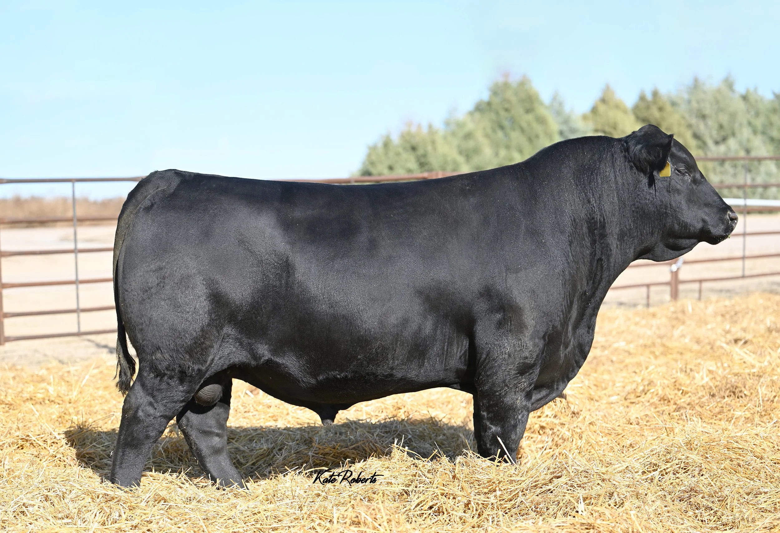 Brown JR Gratitude 9690J