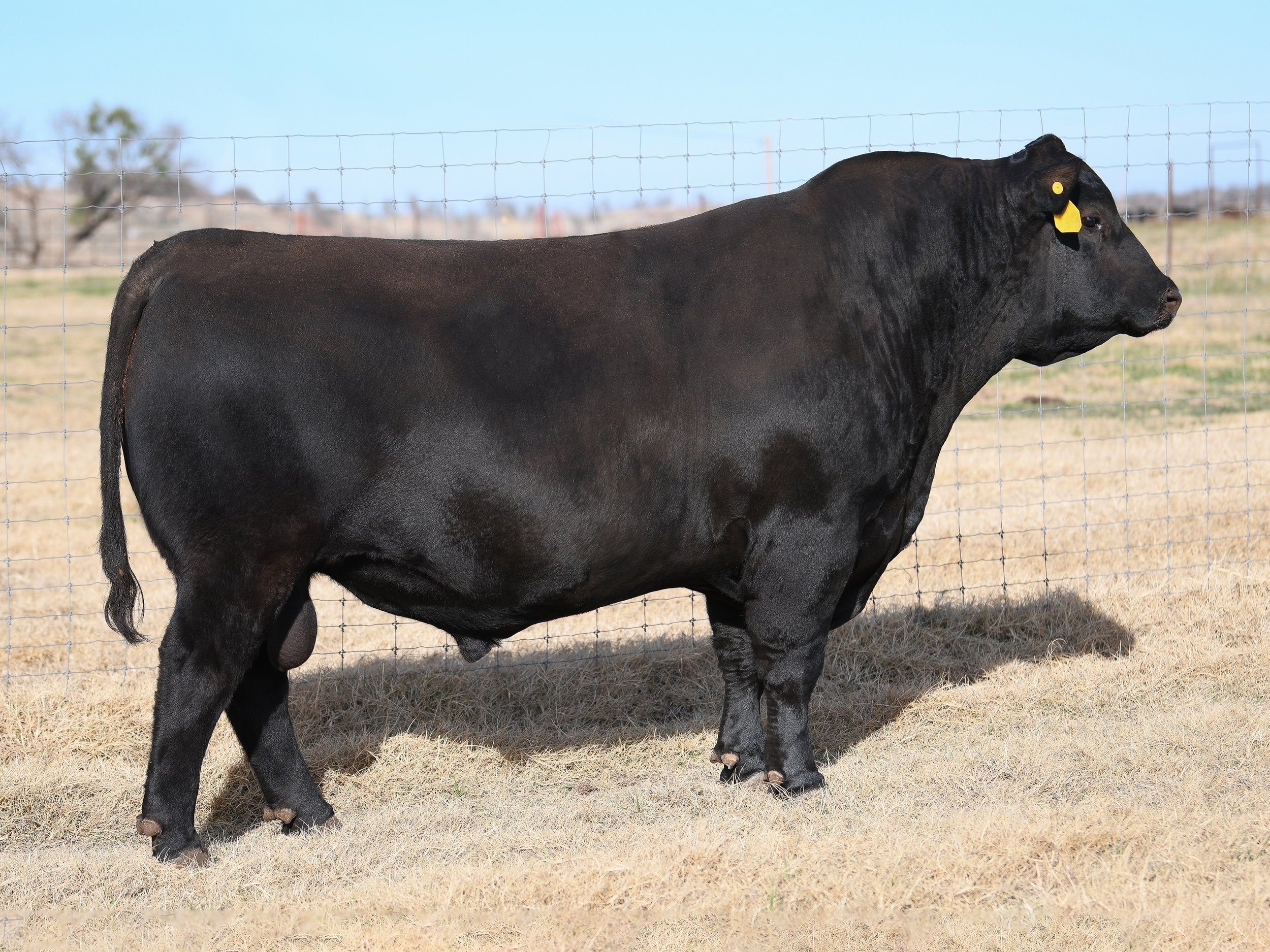 Sire - MSF Swagger G072J — R.A. Brown Ranch