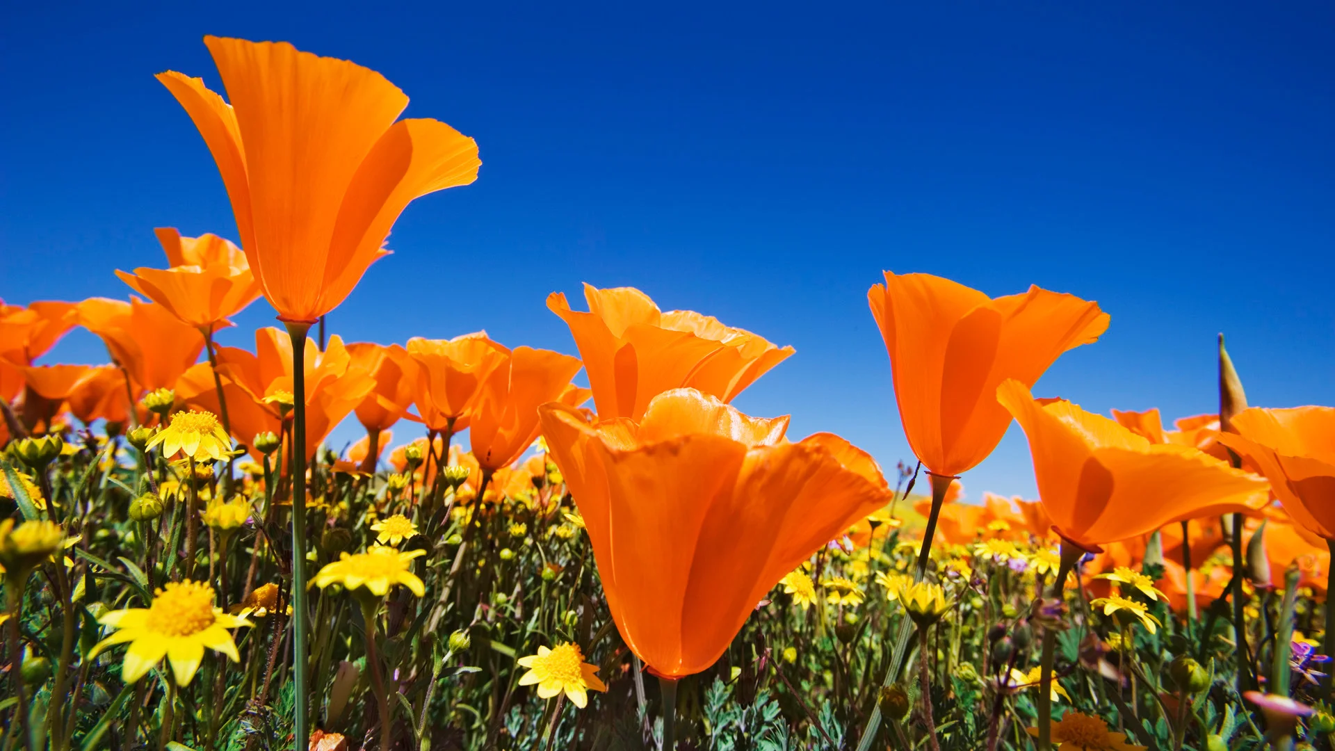 california-poppies.jpg