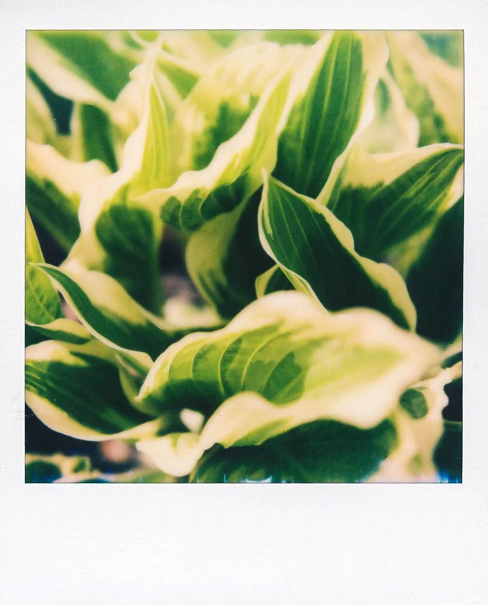 hosta-1.JPG