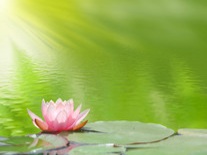 Revealing YOU: HEALING AND RELEASING THE PAST TELESEMINAR