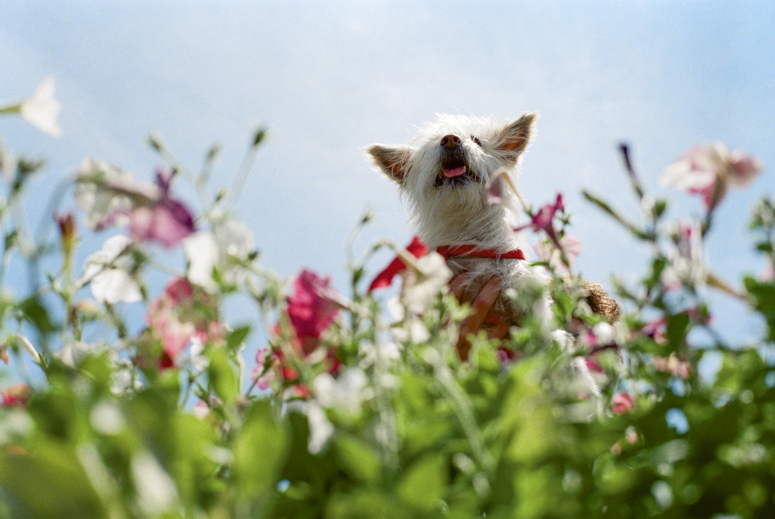spotted-lanternfly-sniffing-dogs.jpg