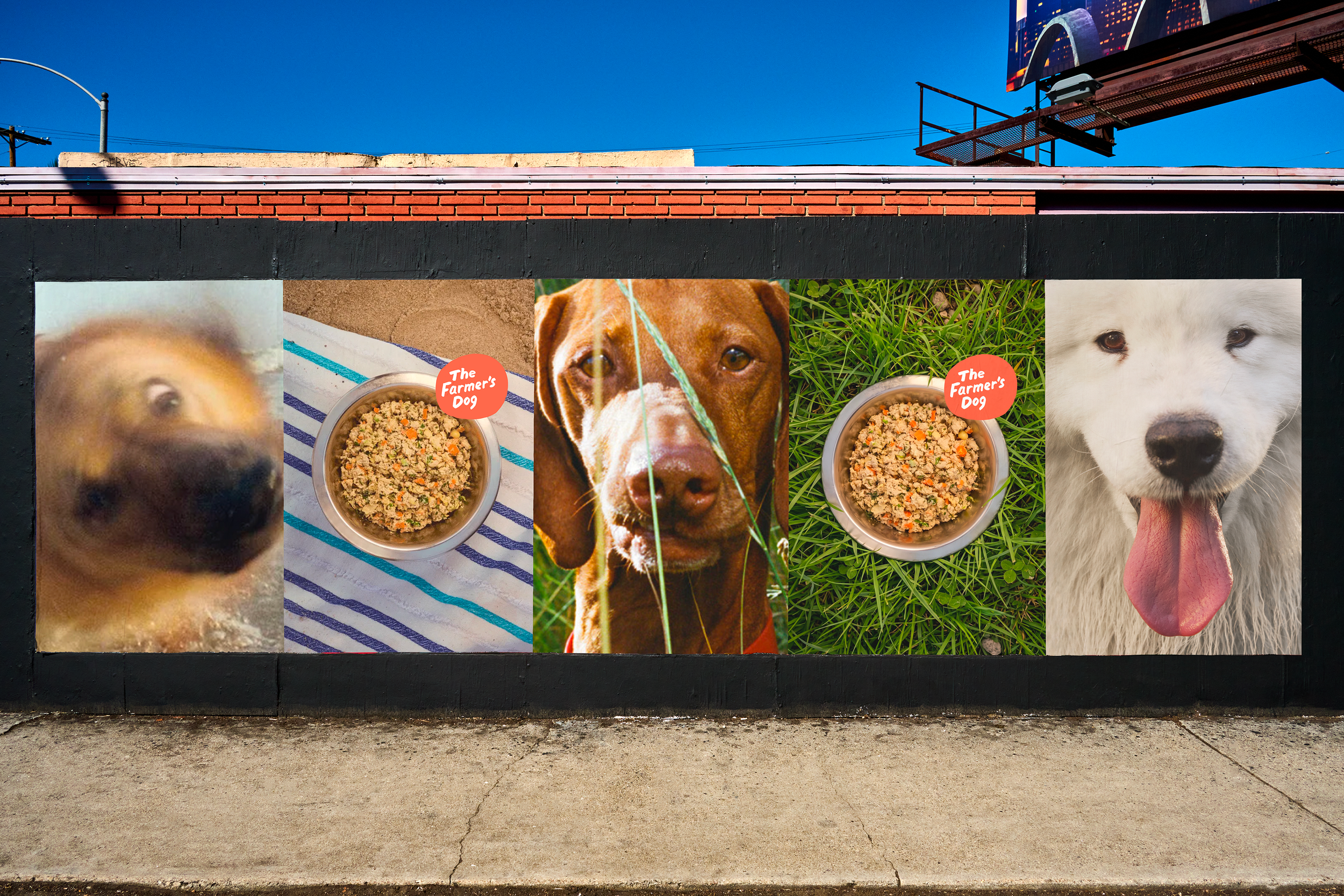 The Farmer's Dog - Brand Photography
