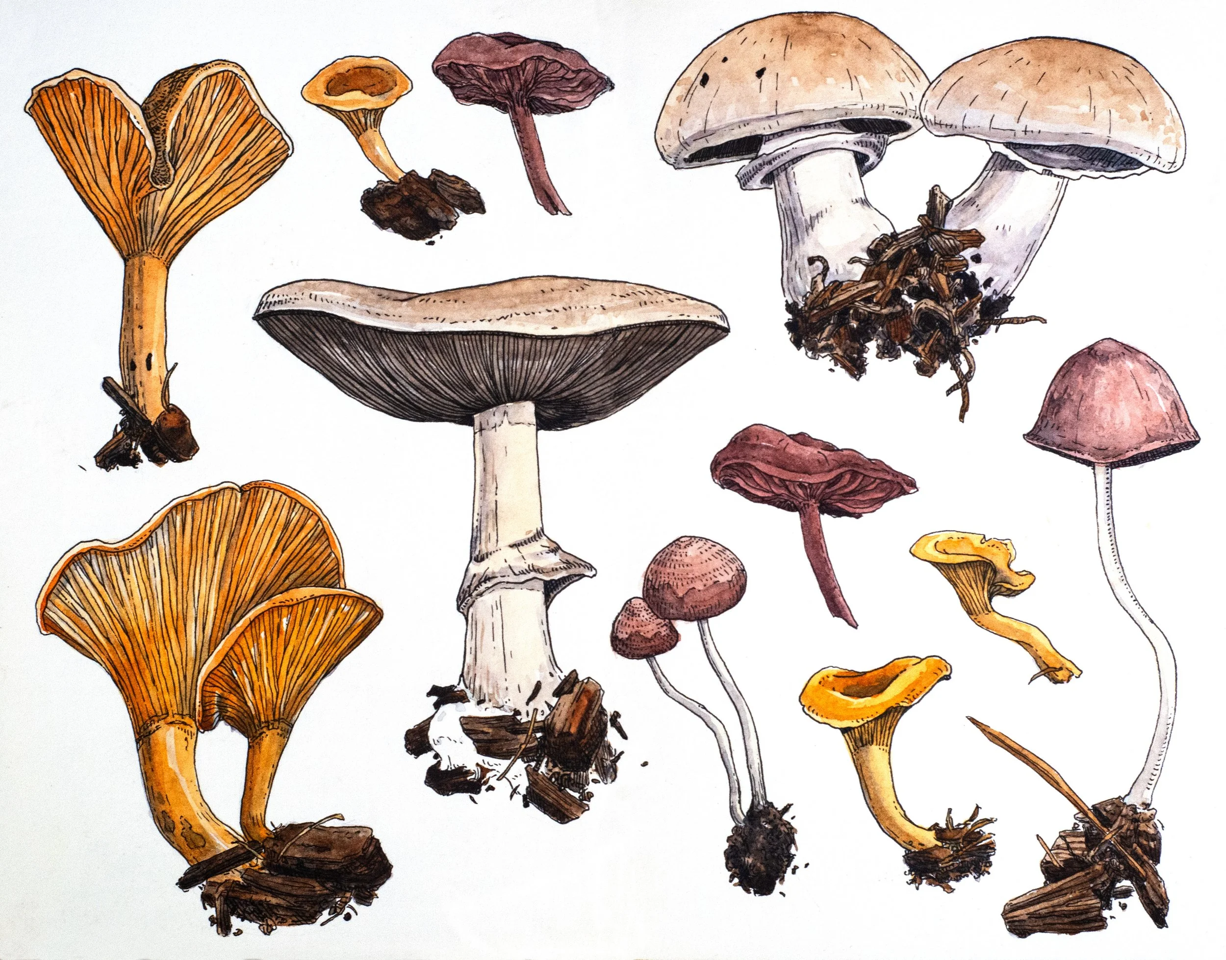 Mushrooms_DSC_1817.jpg