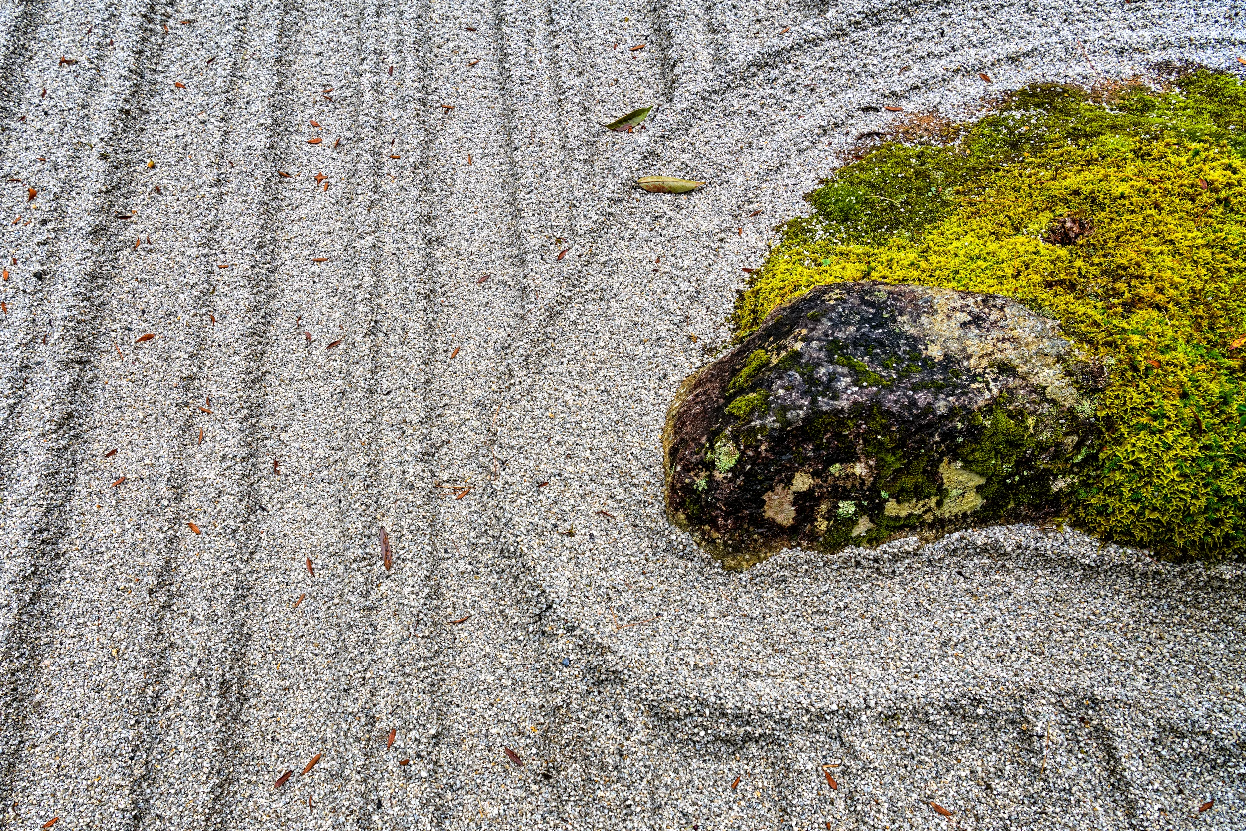 D85_6421-Edit.jpg