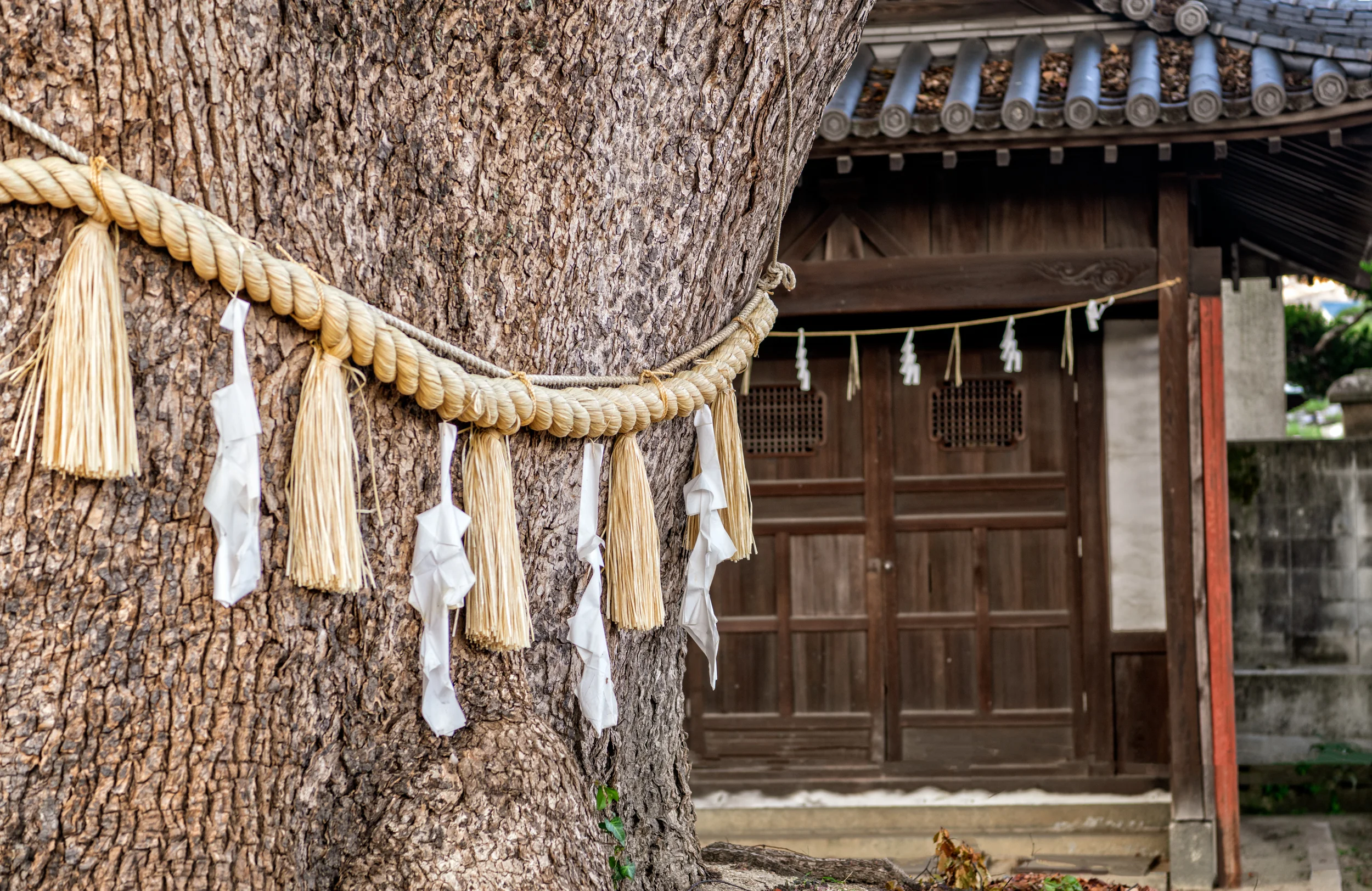 D85_6587-Edit.jpg