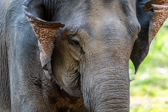 Elephant Conservation Center