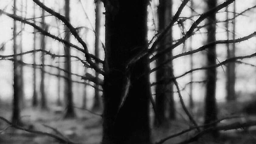 pine8.jpg