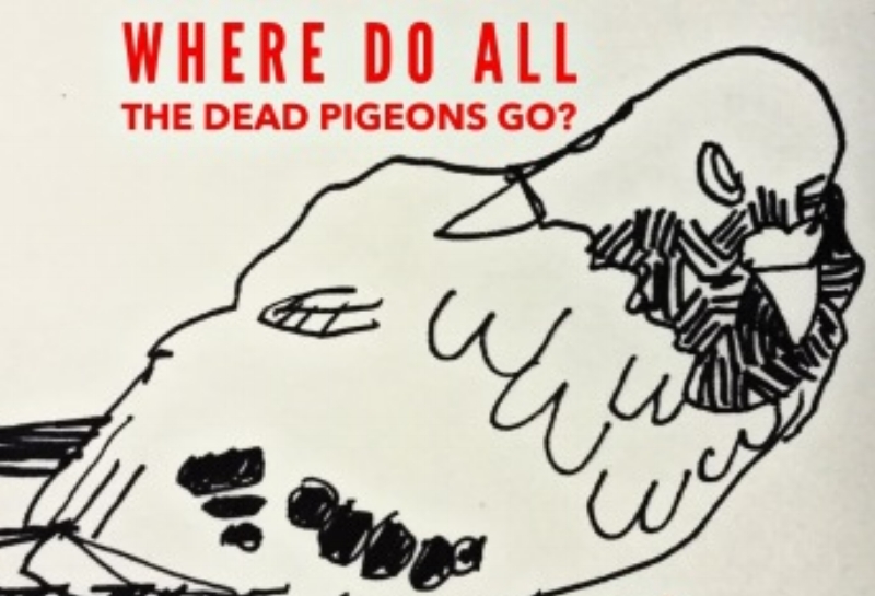 Northern Stage at Summerhall: Scott Turnbull // Where do all the dead pigeons go? 