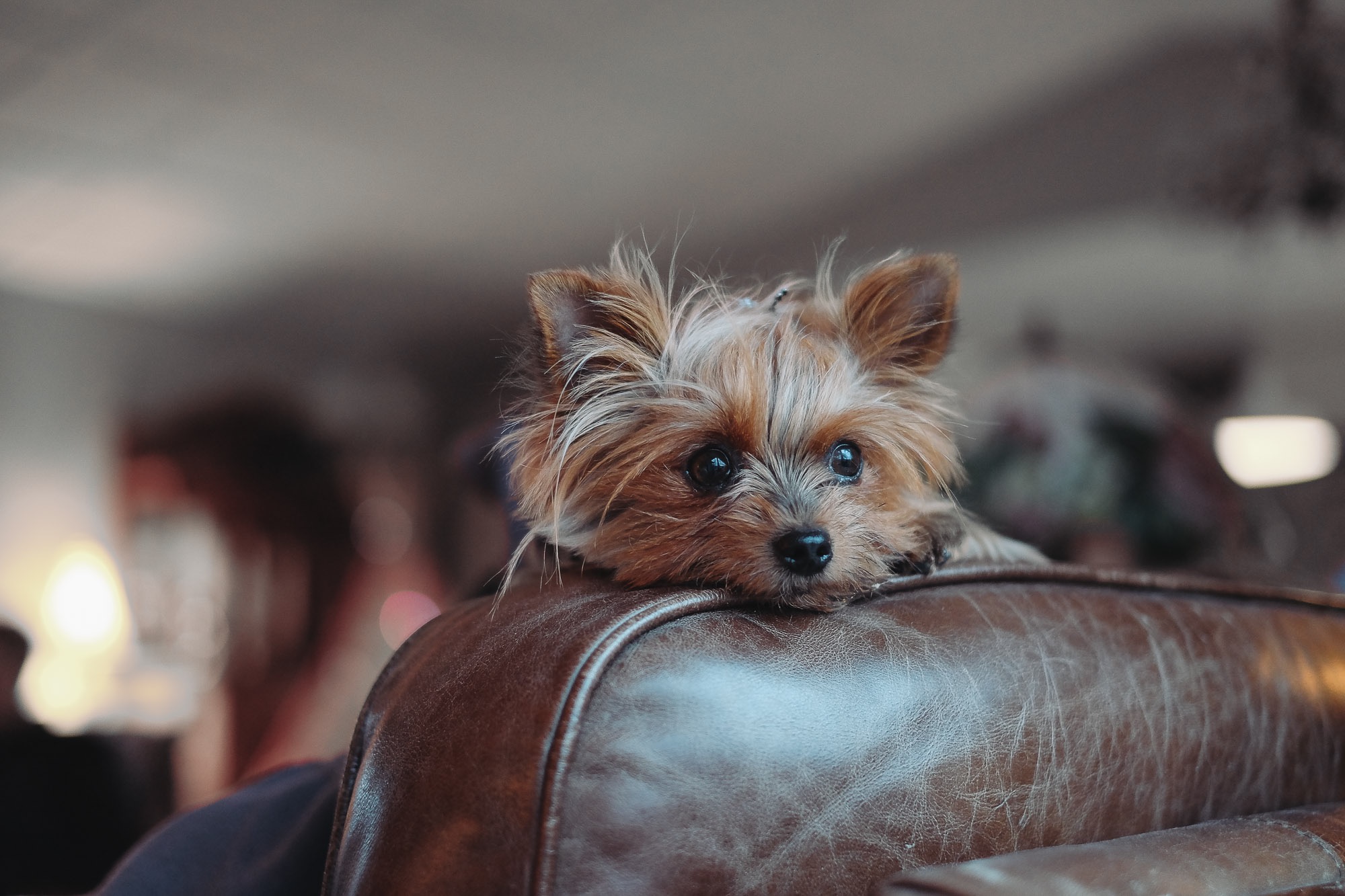  Lola, our resident Yorkie 