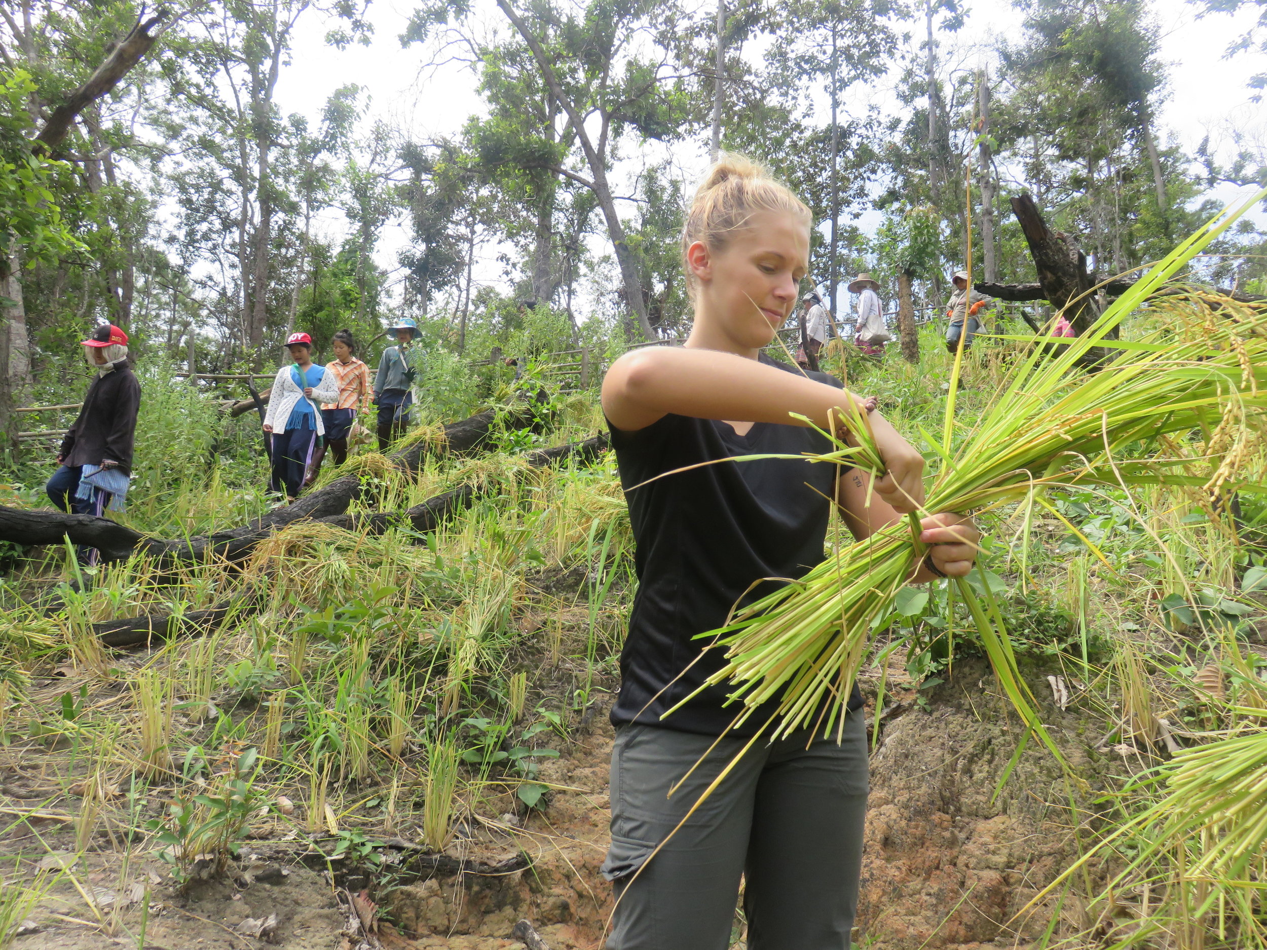 We met Thai farmers who invited us to help harvest rice for a day.