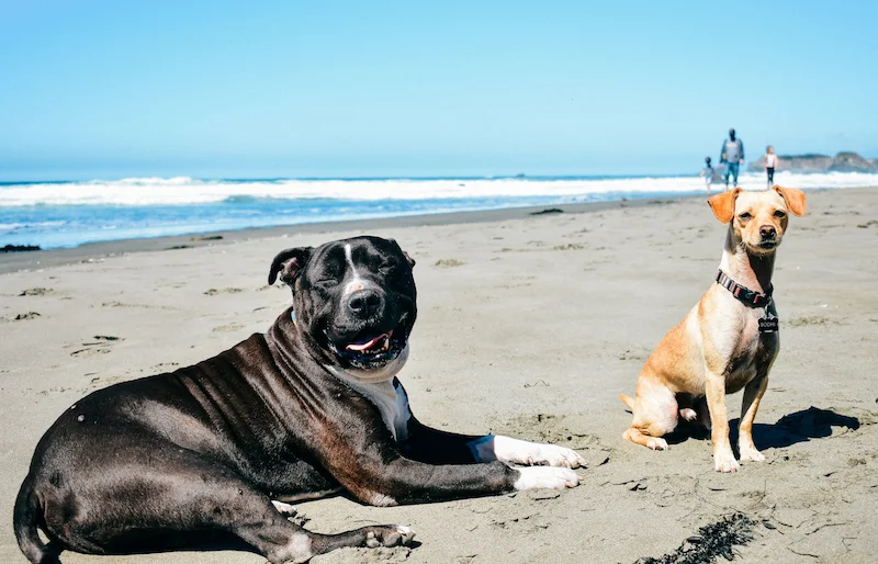 Kickin' it with his bro Bodhi of @bettyintheusa at the beach