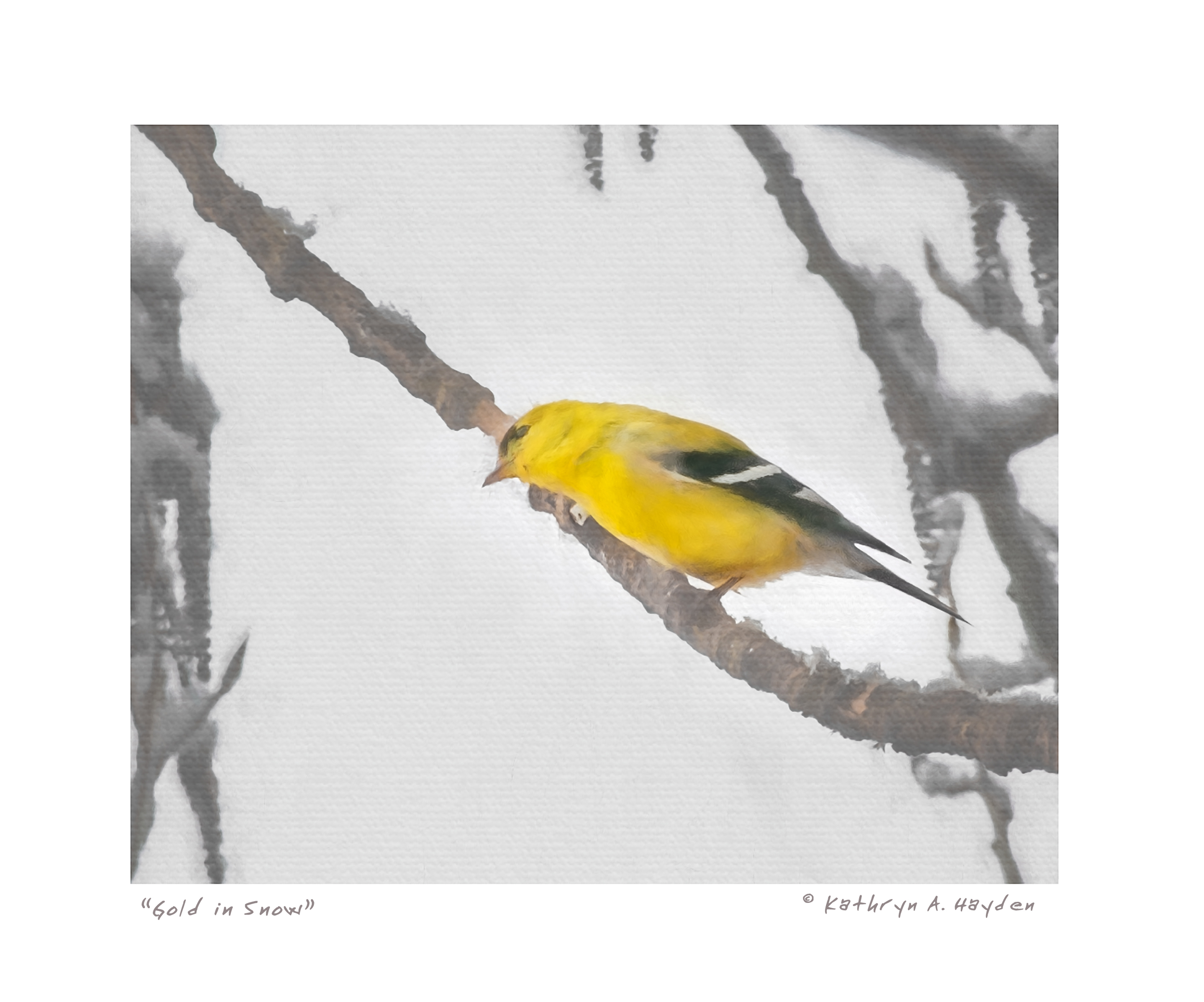 Gold in Snow