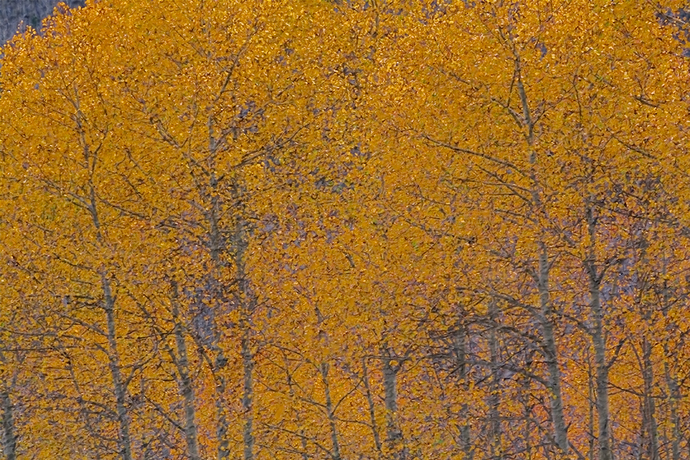 The Golden Season