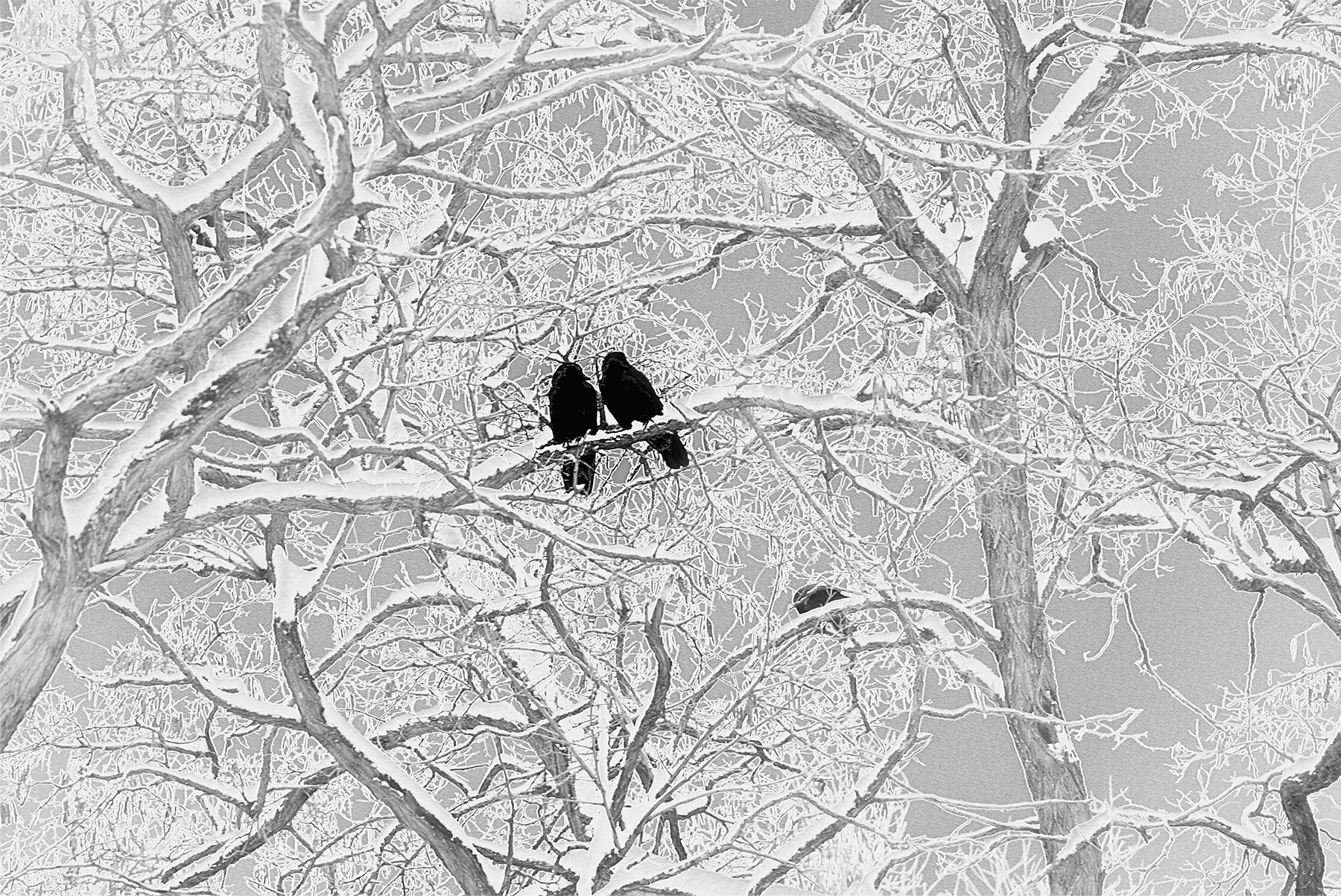 "Love in Winter," Taos, New Mexico