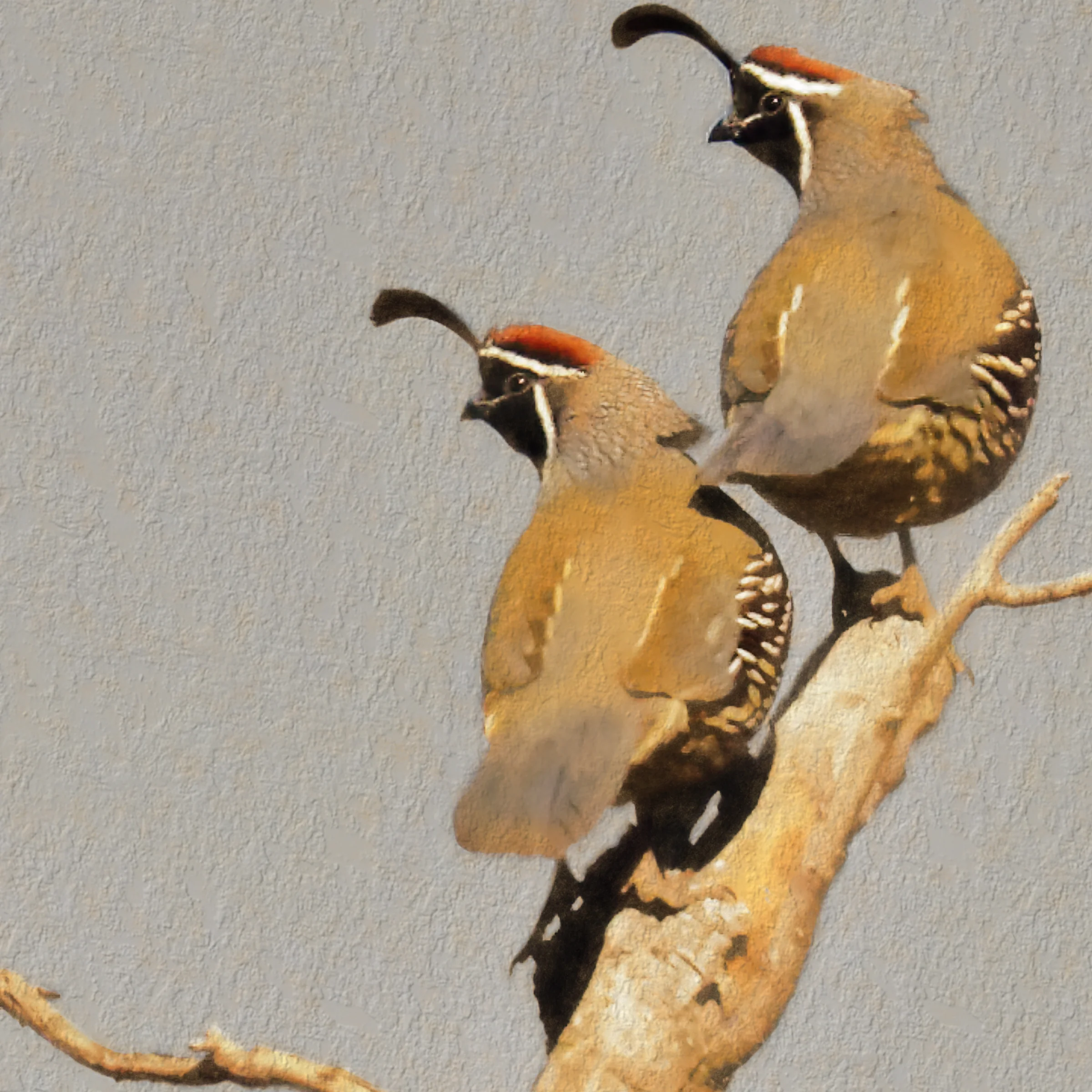"Gambel's Quail", Bosque del Apache, NM
