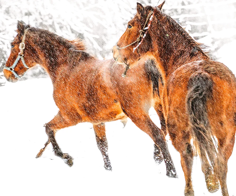 "Equine Snow Dance," Taos, New Mexico