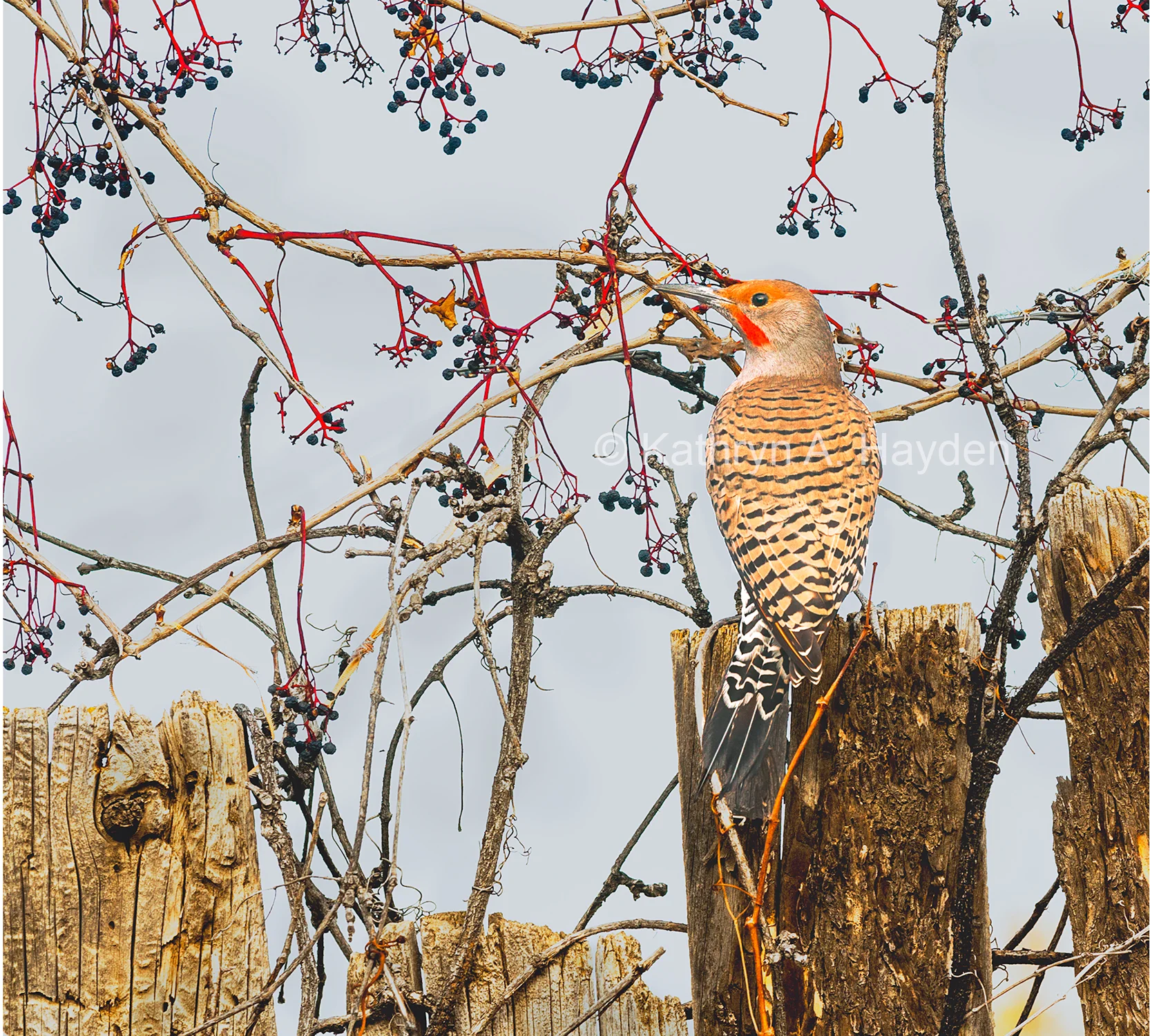 Dine from the Vine - Taos Flicker