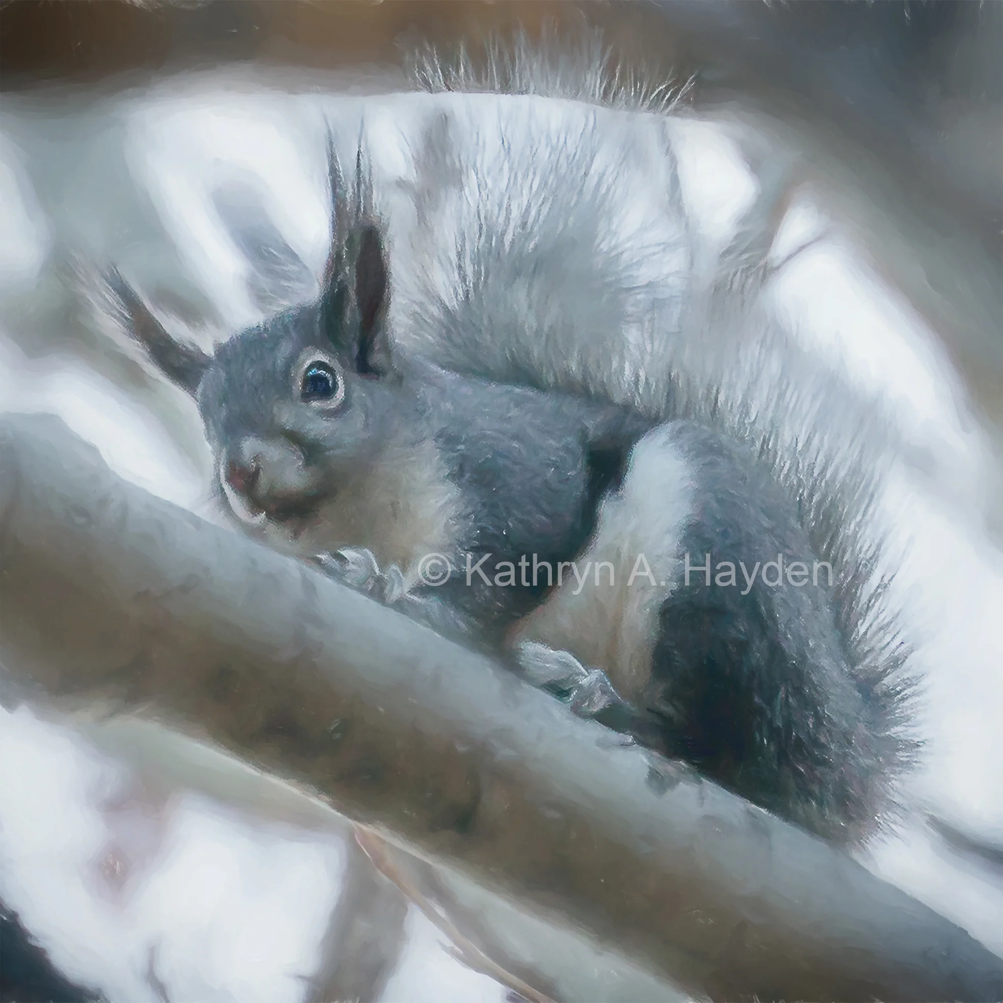 Aberts Squirrel