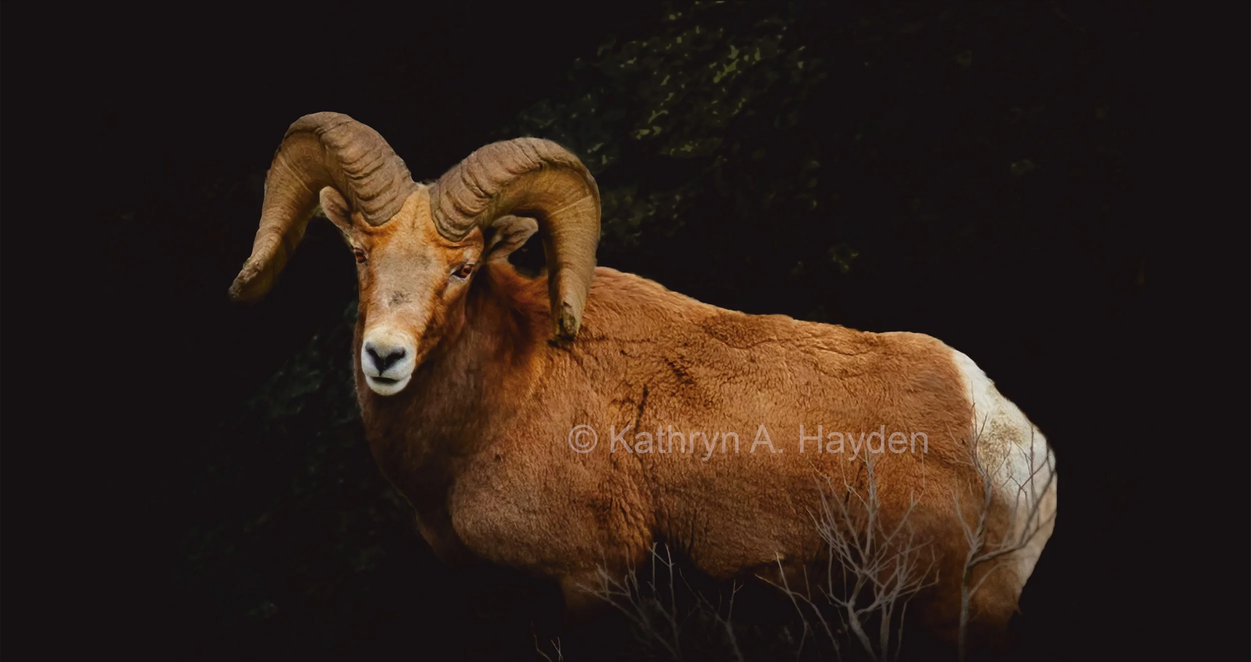 Big Pose for BigHorn