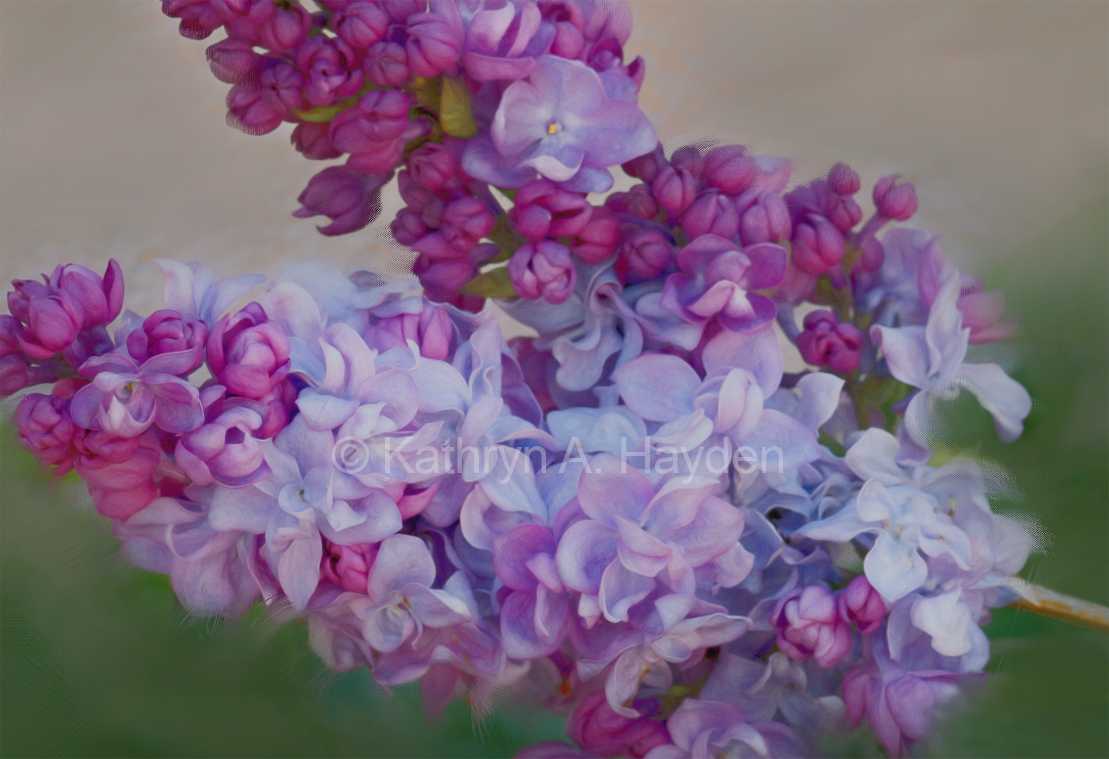 Blooms - Taos Lilacs
