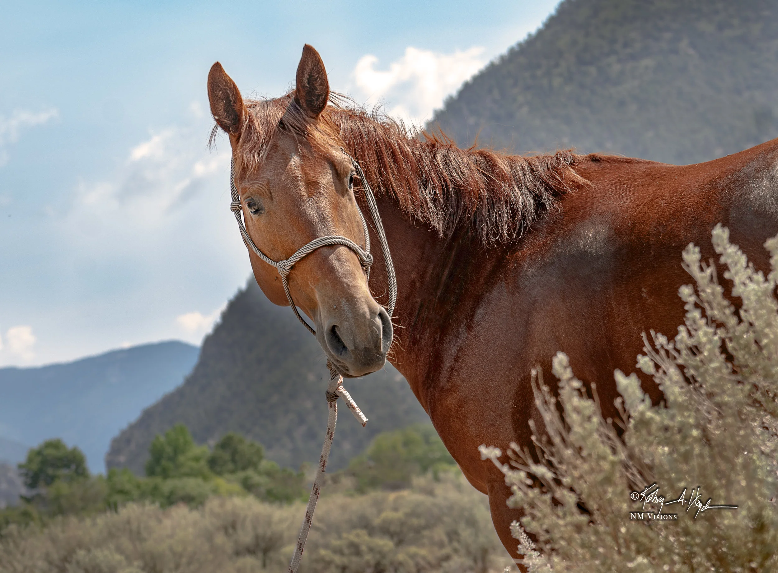 Equine in Copper
