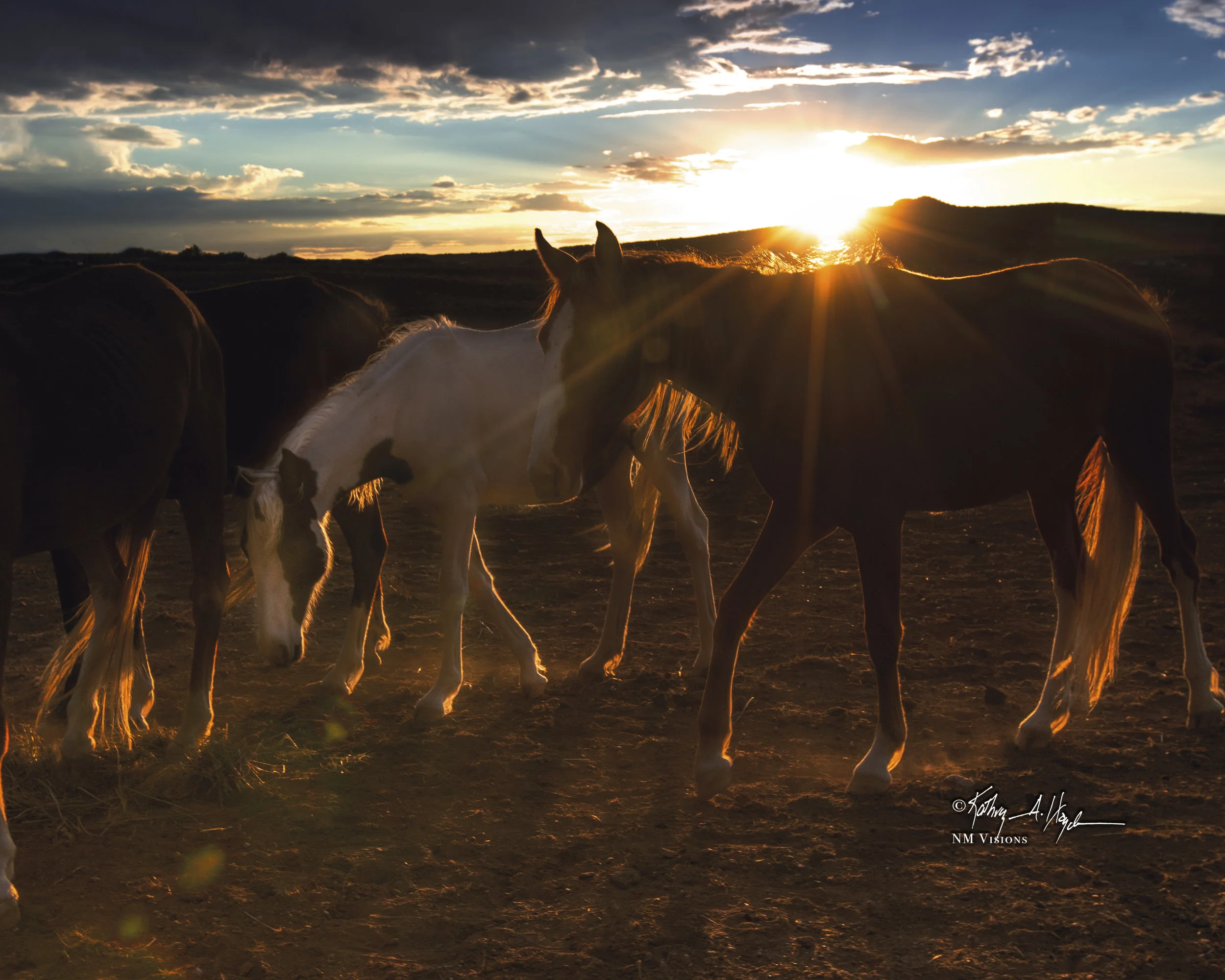 Equine Glow