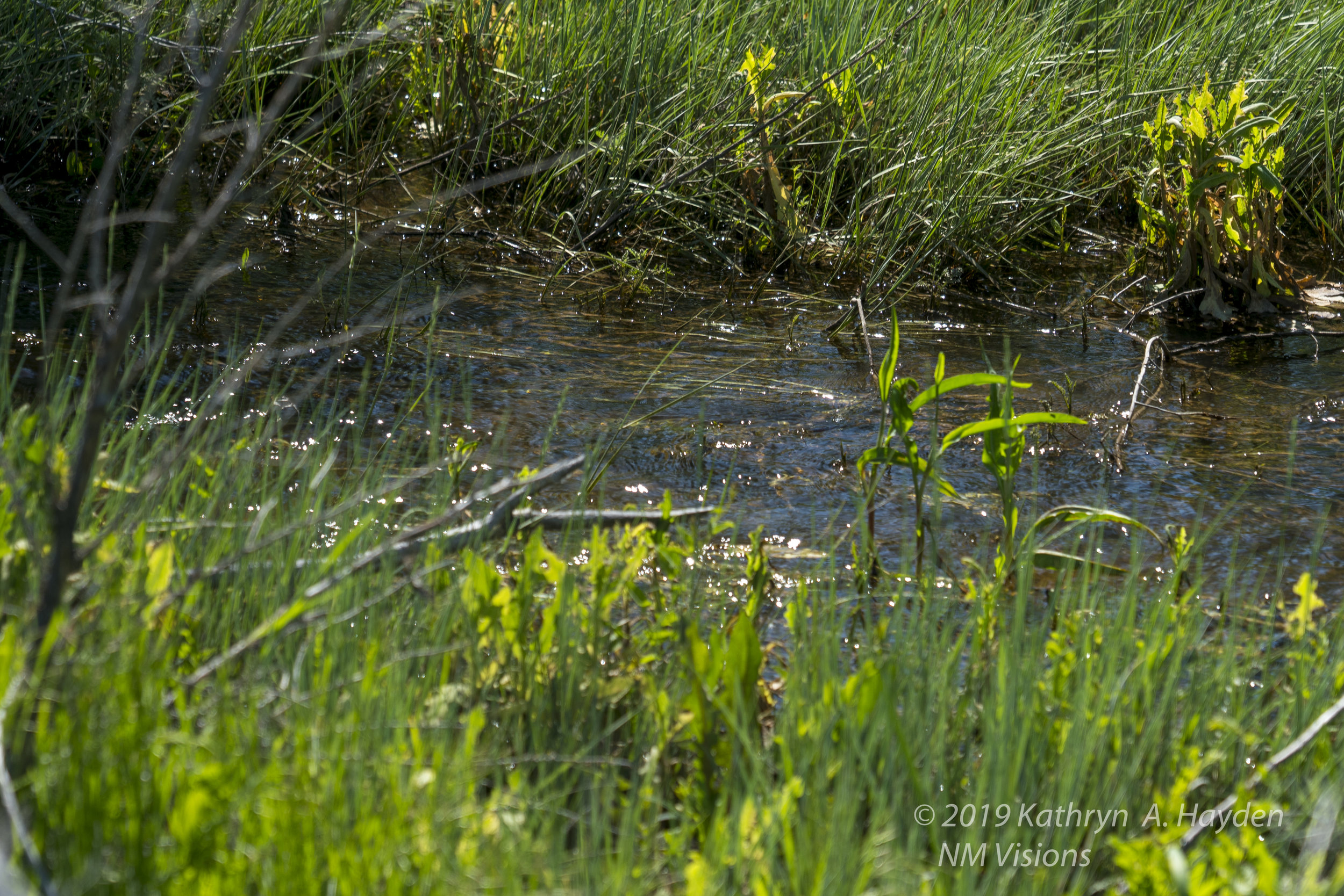  Water streams everywhere this year...this acequia has not been running for many years. 