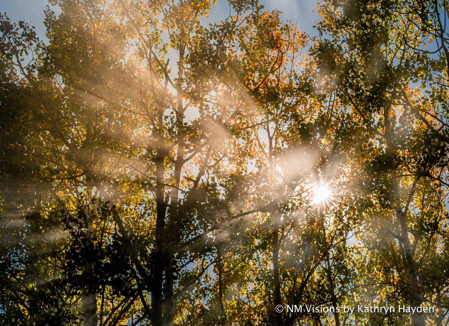 Brilliance of Fall ...
Sometimes the moments of beauty touches me to the depth of my soul 
#nmlight #brillianceoffall @nmvisions_bykathrynahayden