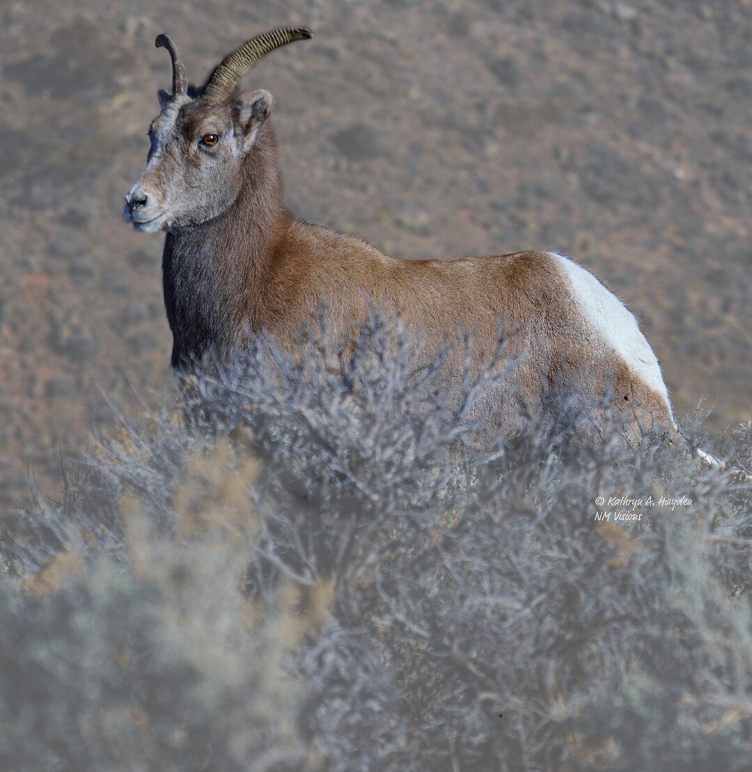 Big Horn Ambassador ... ⁠
If you are lucky, a walk along the Rio Grande Gorge Bridge will provide you with a welcome by local residents of the wild kind.  The Rocky Mountain big horn sheep number over 200 and roam along the gorge both the rocks and r