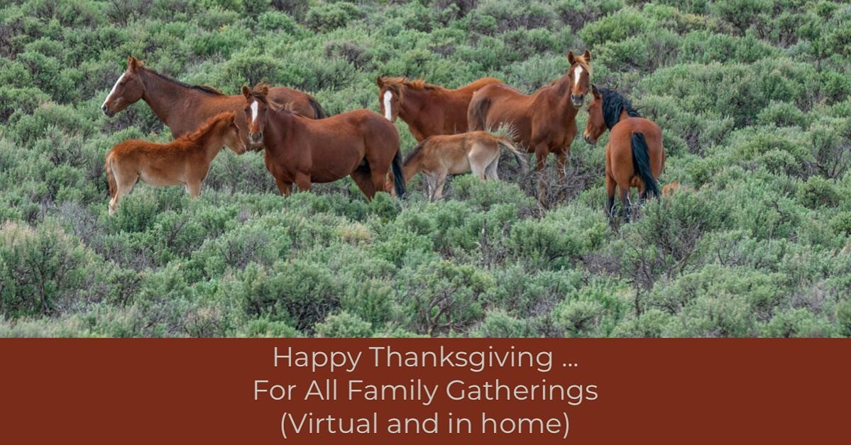 Happy  Thanksgiving
@nmvisions_bykathrynahayden #equinesinwild #thanksgiving2020